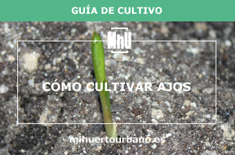 Es un ajo sembrado en la tierra