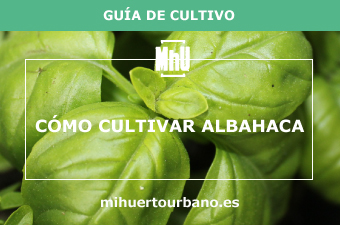 Es una planta aromática llamada albahaca