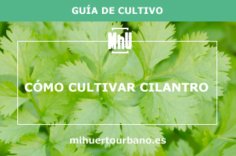 Es una planta aromática llamada cilantro