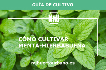 Es una planta aromática llamada menta hierbabuena