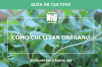 Es una planta aromatica llamada oregano