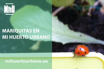 Es una mariquita sobre un cartel de un huerto con lechugas donde come pulgon