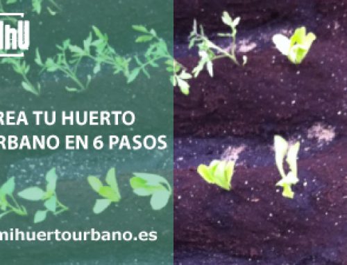 Crea tu huerto urbano en 6 pasos