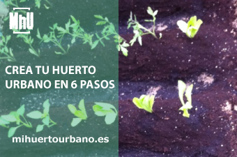 Es un huerto con lechugas y tomates