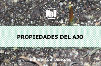 Es un ajo plantado en la tierra