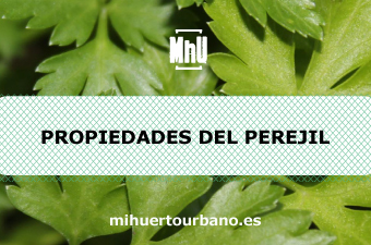 Es una planta aromática llamada perejil