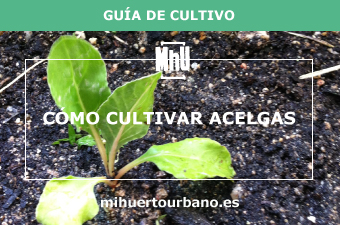 son acelgas cultivadas en un huerto urbano