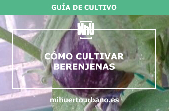 Planta con berenjenas en un huerto urbano