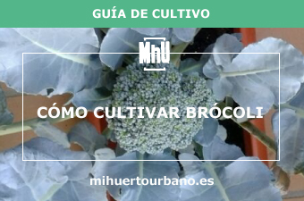 Es una col llamada brócoli en un huerto urbano