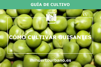 Son guisantes