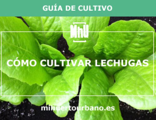 Cómo cultivar lechugas
