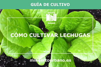 Son lechugas verdes cultivadas en un huerto urbano