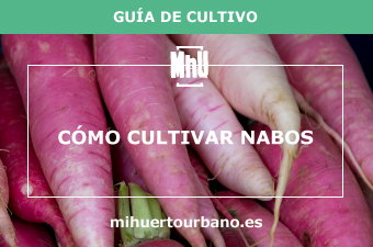 son nabos