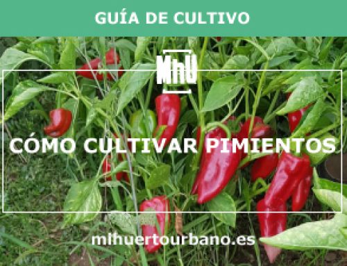 Cómo cultivar pimientos