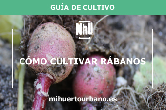 Son rábanos cultivados en un huerto urbano