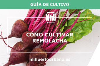 son remolachas