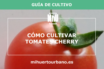 Son tomates cherry de un huerto urbano