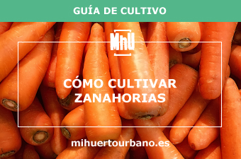 son zanahorias naranjas