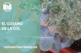 Es un brocoli con el gusano verde de la col