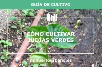 planta de judías verdes en la tierra