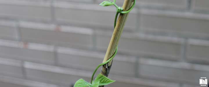 cómo cultivar judías verdes