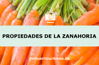 son zanahorias naranjas