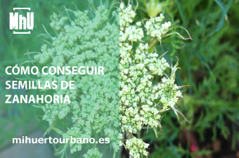 Son flores con semillas de zanahorias cultivadas en un huerto urbano