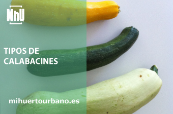 Son calabacines de colores